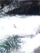 Tellico 28